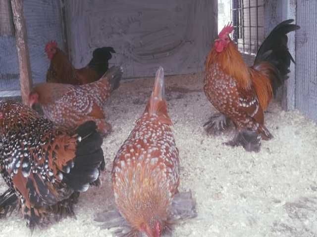 Яйце на інкубацію. Курчат. Мільфлер біле золото, фарфоровий.