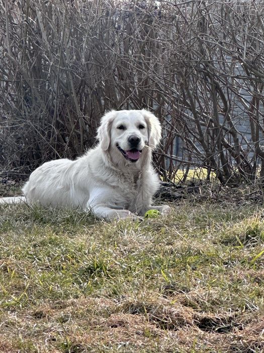 Golden retriever szczeniak rodowód biszkoptowy