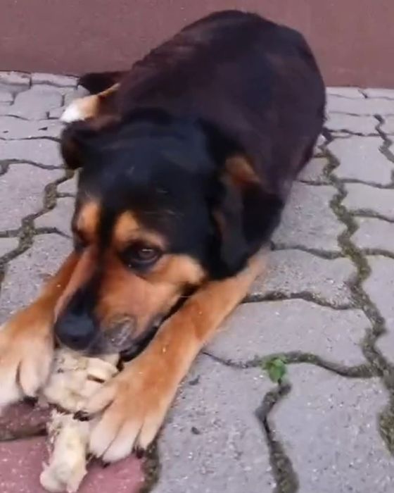 Zaginął Pies proszę  o  pomoc