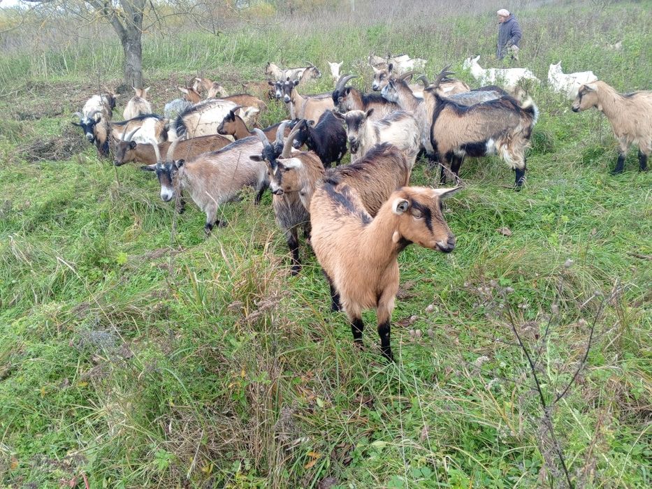 Продам стадо ціна договірна