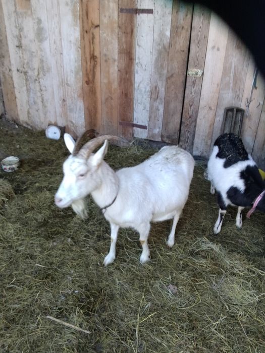 Kozy na sprzedaż