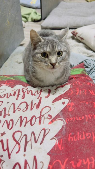 Неймовірно лагідна кішечка у добрі руки. Стерилізована, вакцинована!