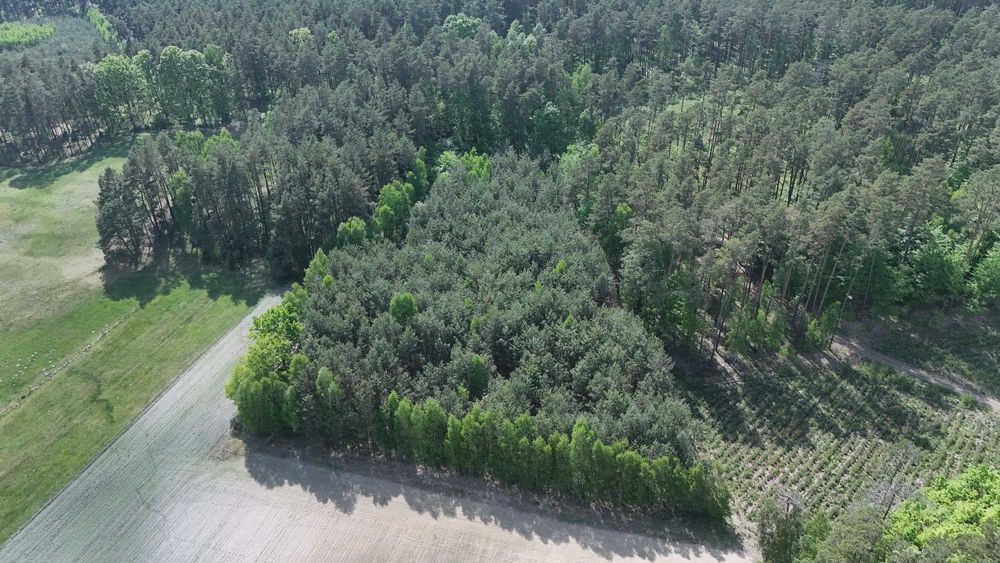 Działka lesna 1,0192 ha , Las