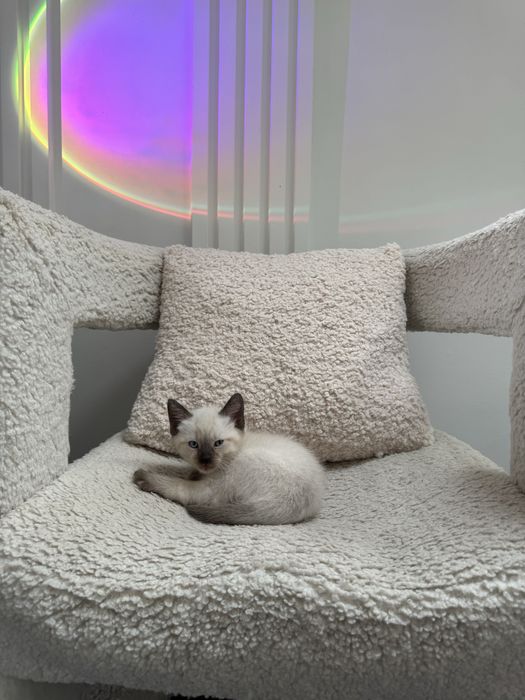 Kot kotka syjamski syjam