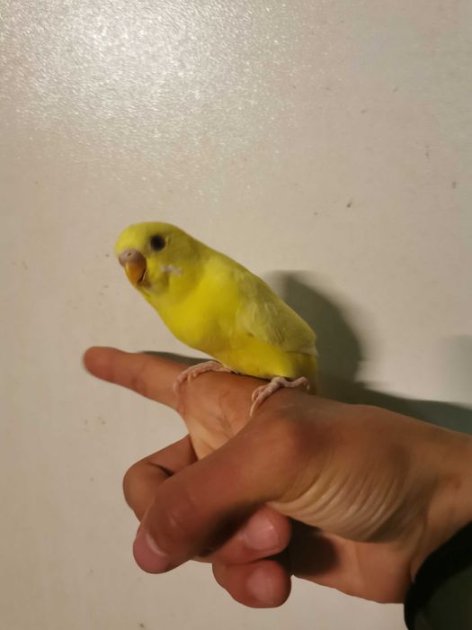 Piriquitos domésticados , KIT completo Gaiola