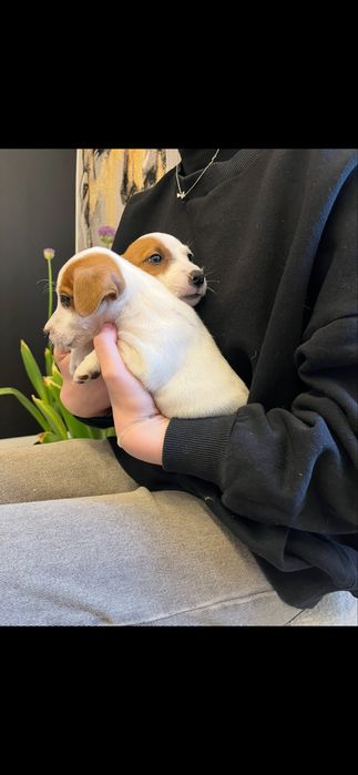 Jack russell terrier