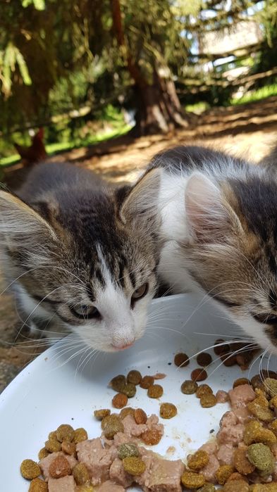 Przekażę kotki do adopcji