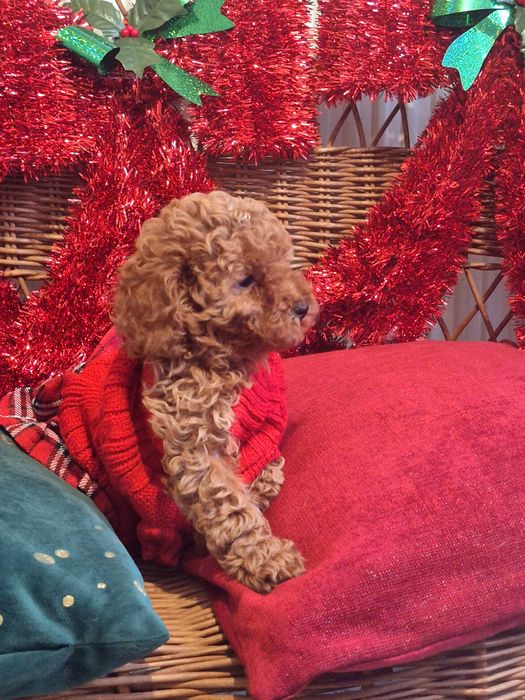 Dziewczinka pudel Toy. Gotowa do odbiory