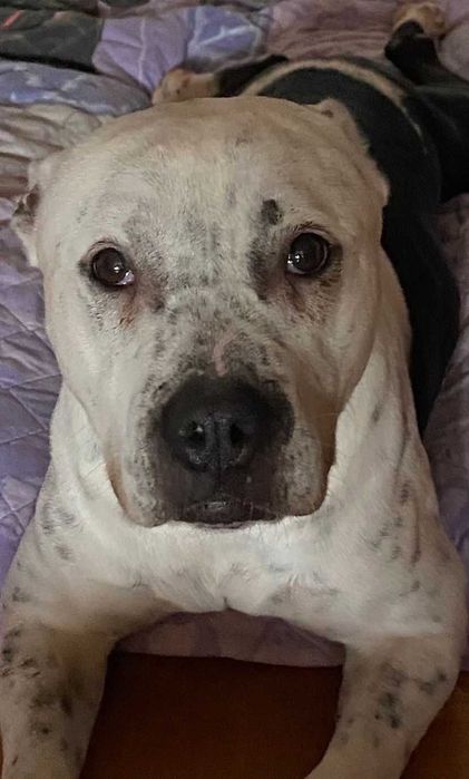 Cadela para adoção responsável