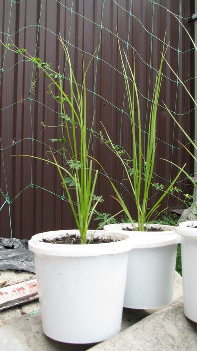 Однорічні саджанці пампасної трави рожевої (кортадерія)