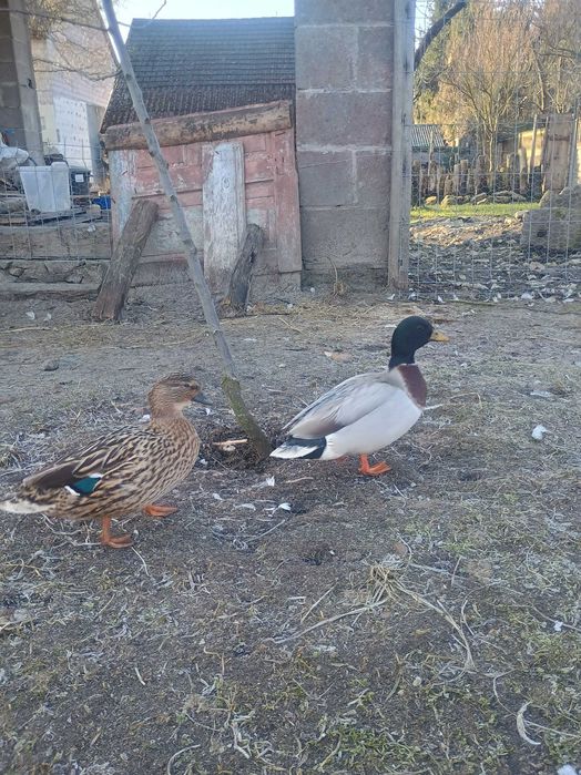 Call duck para 2 lata - krótkie dzioby!