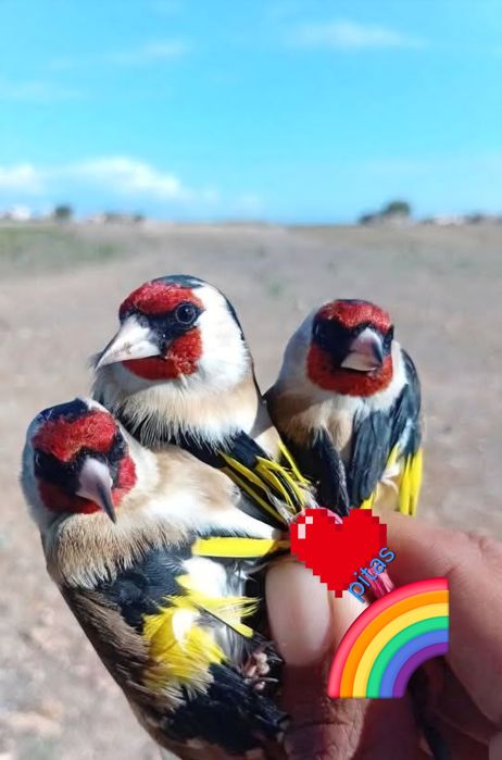 Aves e outras disponíveis