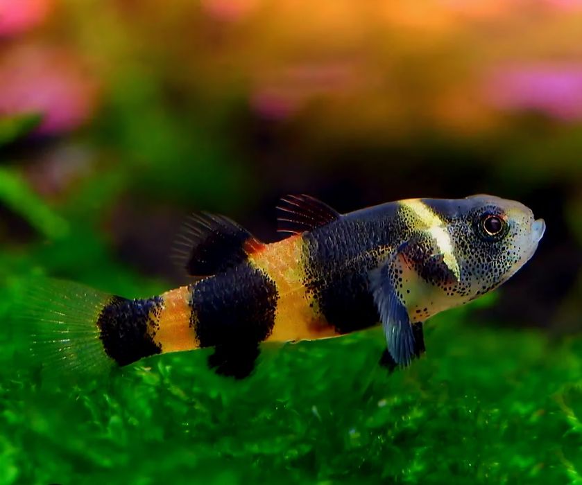 Babka osa (Brachygobius doriae)

)