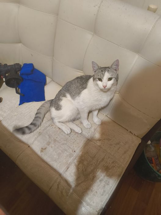 Кішка відам в хороші руки