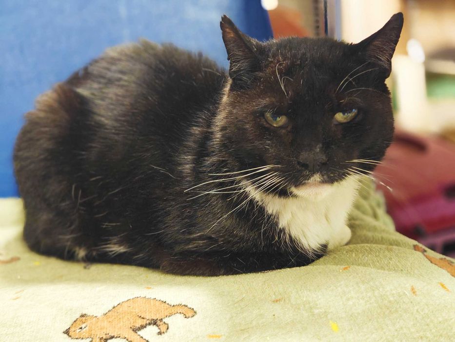 Котик, кіт, котусик-добряк Добриня – шукає сім'ю!