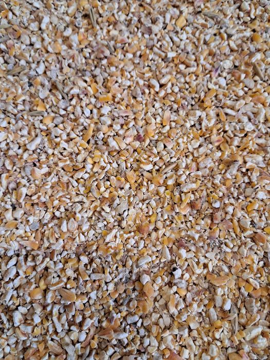 Kukurydza sucha mielona