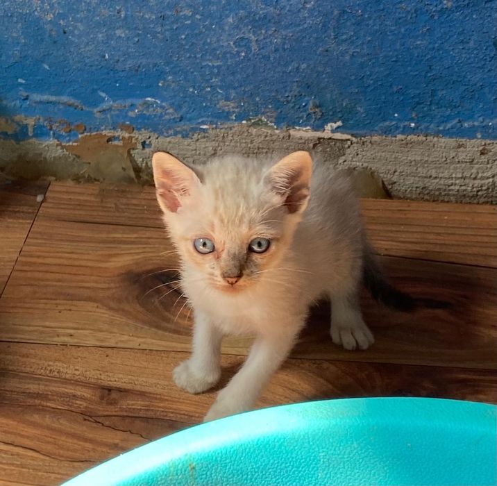 Gatinhos para adoção