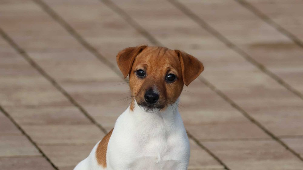 Bikolor SUCZKA JRT z hodowli BREFIO/badania genet./do odbioru