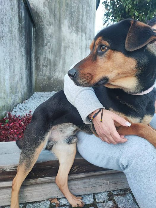 Caozinho de ano e meio