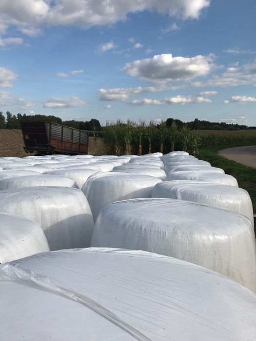 Bele kiszonki z kukurydzy