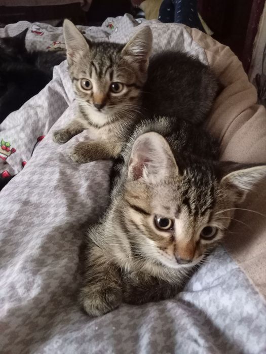 Милые котята бесплатно. кот. кошка. котенок даром