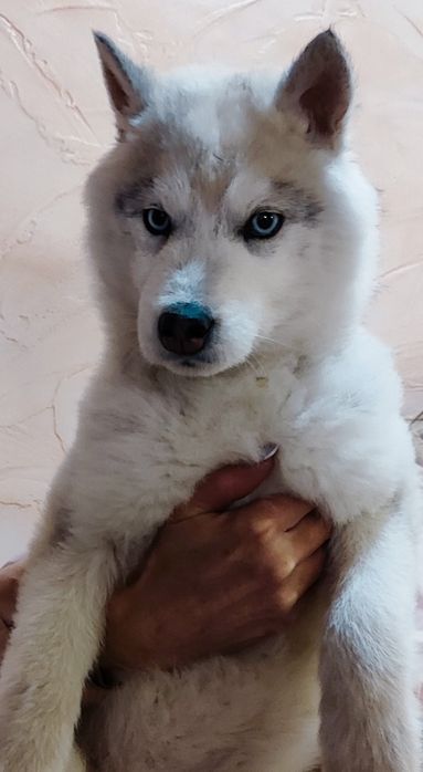 Сибирский хаски -