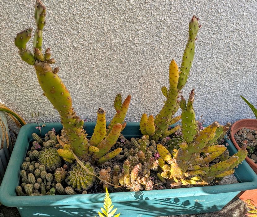 Plantas , catos, suculentas, protea, leucadendro