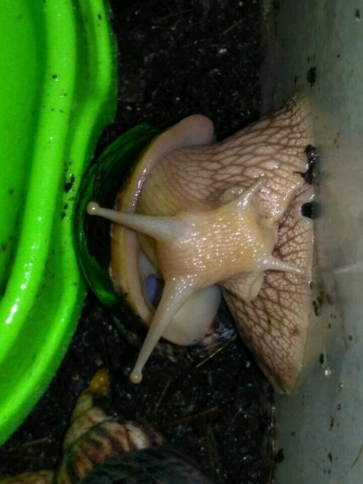 улитки ахатины, 40гр