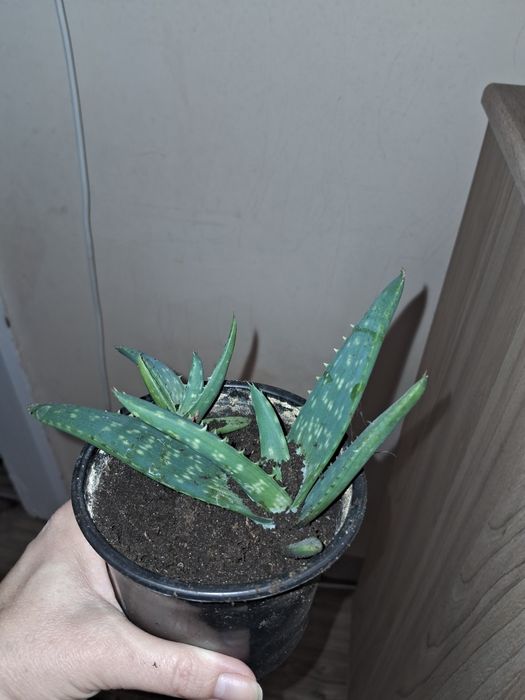 Алоє Вєра більший та менший