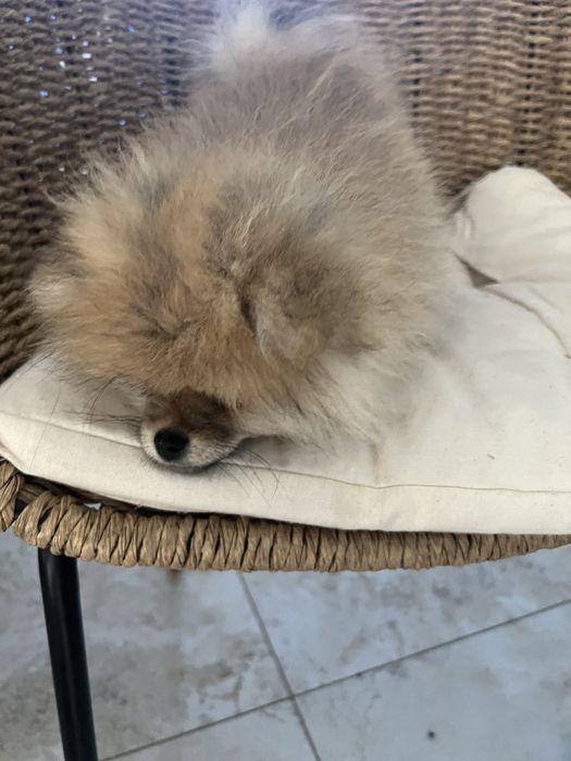 Pomeranian szpic miniaturowy suka kremowo-szaro-biała (sable) Anielka