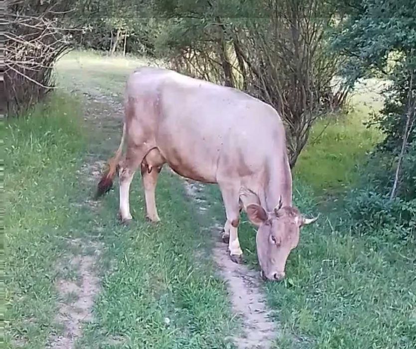 Домашні тварини.