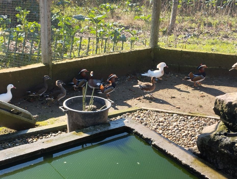 Patos mandarins e carolinos