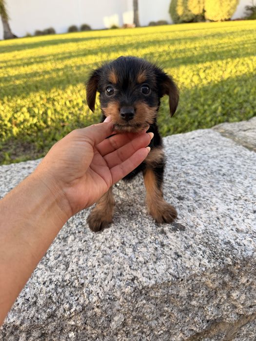 Yorkshire terrier X menina