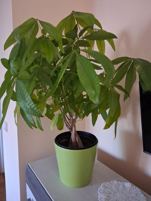 Sprzedam drzewko szczęścia