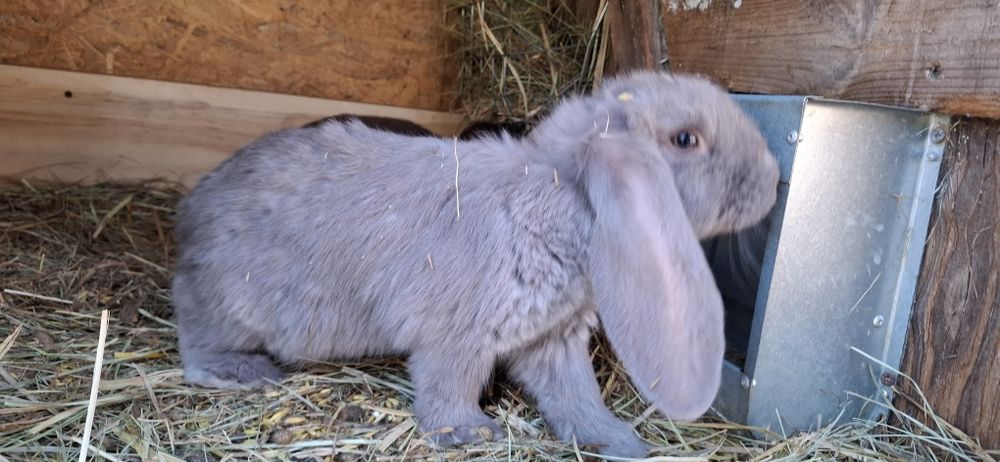 Baran Frncuski    ...