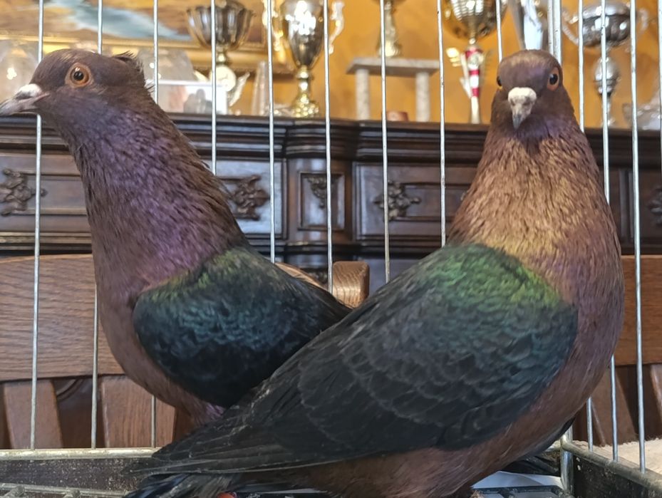 Gil, Gile miedziane, wysyłam, gołębie ozdobne