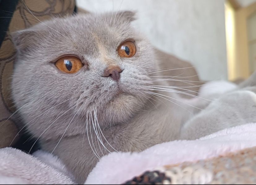Кіт котик шотландець