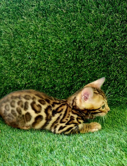 Бенгалята під бонь та готові переїздить. Є вибір! Розплідник WCF