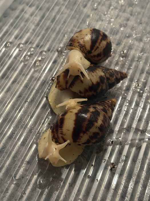 slimaki afrykańskie reticula