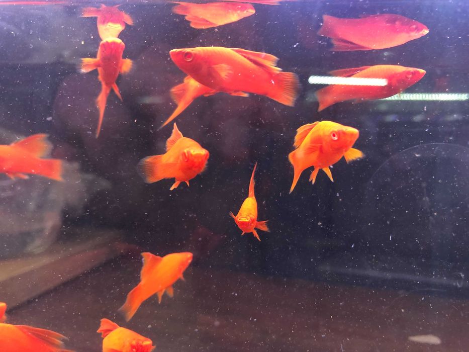 Wiedeński Delta mieczyk Red Albino