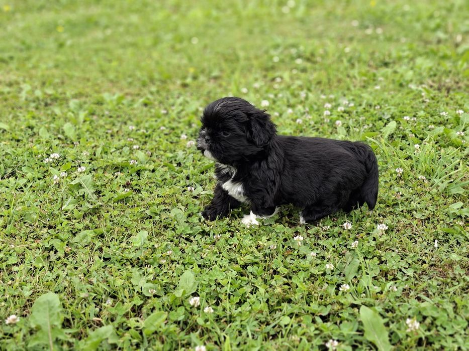 Shih-tzu piesek słodziak