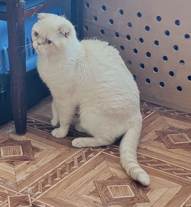 Шотландский скоттиш фолд Гуччи