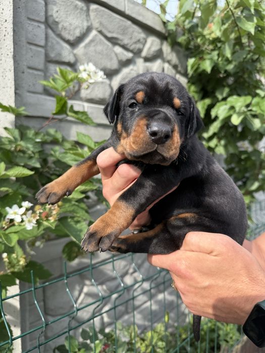 Хлопчик (male) Doberman FCI КСУ