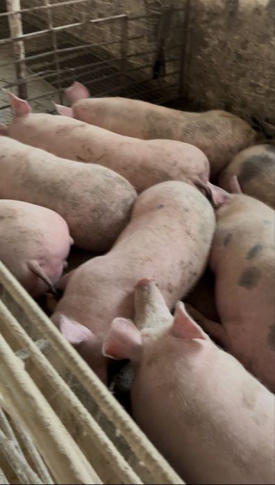 Продам свиней живою вагою