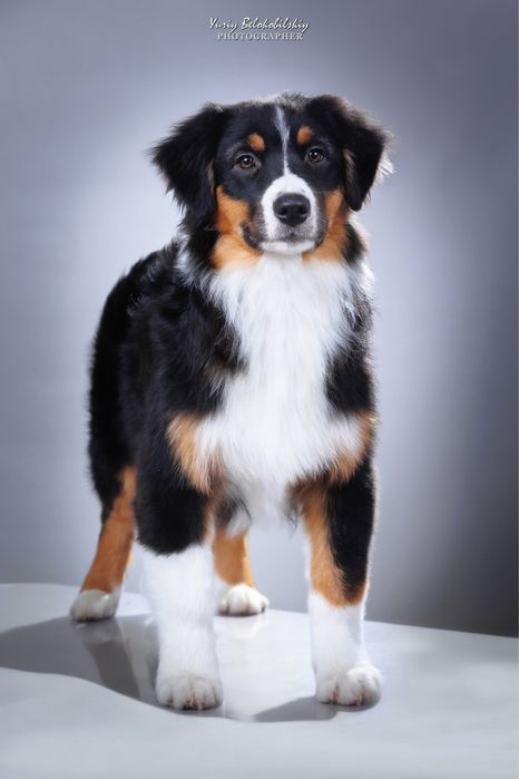 Хлопчик чорний триколор  Австралійська вівчарка (ауссі) - ФАН