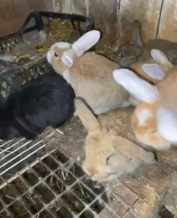 Продам молодняк Французький баран