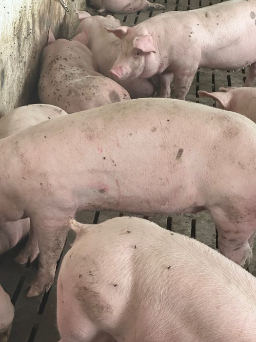 Свині живою вагою