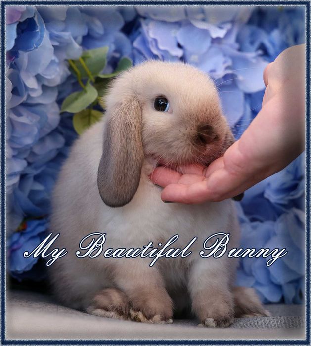 Młody Królik Mini Lop - Sallander
