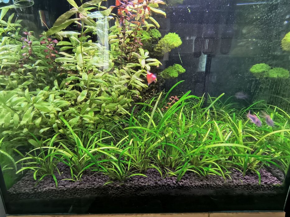 Rośliny akwariowe 10 sadzonek Sagittaria Subulata