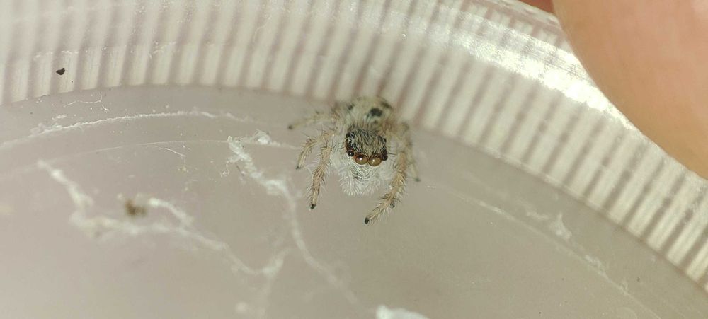 Hyllus diardi maluszki L2/3